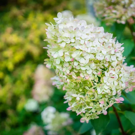 Kamp alanı Garden Tallinn