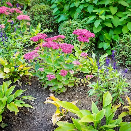 Garden * Tallinn