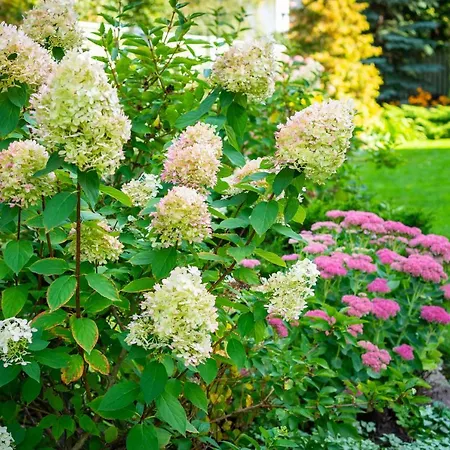 Garden *